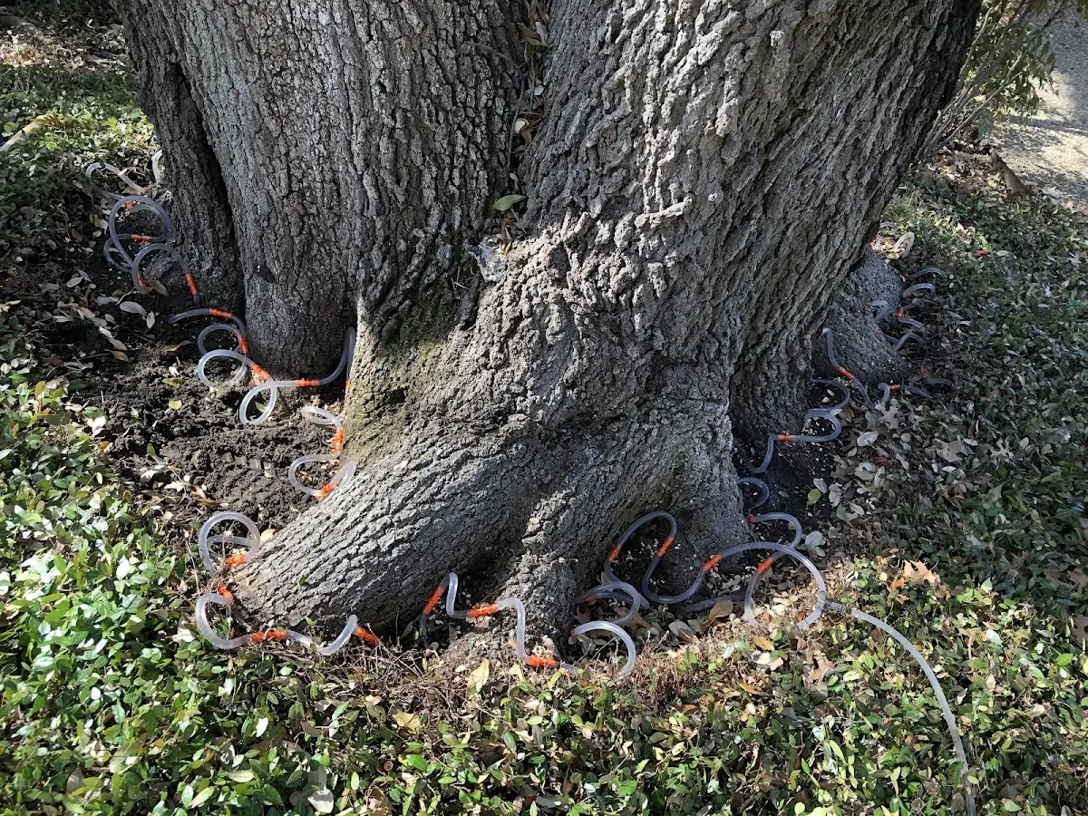 Detailed Tree Cabling and Bracing job site in Canal Fulton