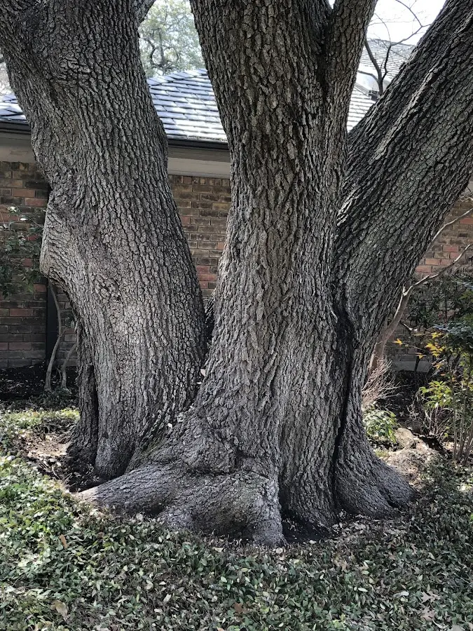 Mature heritage tree close to a Canal Fulton property cared for by certified arborists